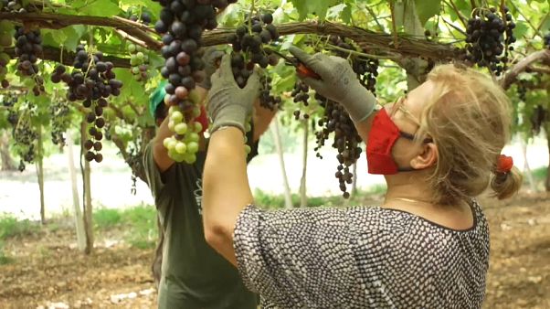 Süditalien: Obst ohne Ausbeutung Süditalien: Obst ohne Ausbeutung