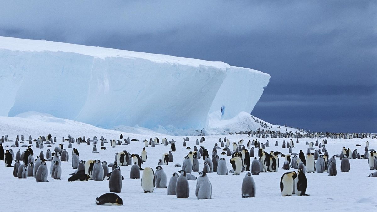 There are 20 per cent more emperor penguin colonies in Antartica than previously thought.