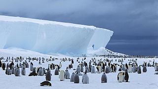 There are 20 per cent more emperor penguin colonies in Antartica than previously thought.