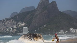 Las ballenas regresan a las costas de Brasil