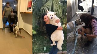 Beyrutlu gönüllüler patlamanın ardından kaybolan hayvanları sahipleri ile buluşturuyor