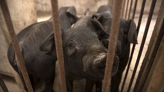 شیوع تب خوکی آفریقایی در هند