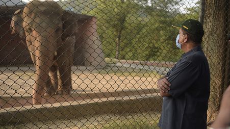 Pakistani prime minister advisor to climate change Malik Amin Aslam stands as Elephant Kaavan is seen behind a fence at the Marghazar Zoo in Islamabad on July 18, 2020