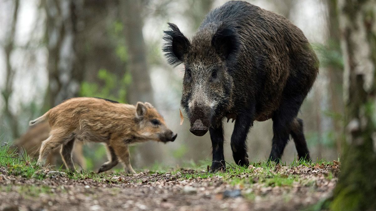 Wild boar are often spotted in Berlin's surrounding forests. 