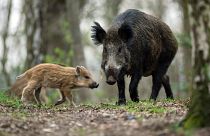 Wild boar are often spotted in Berlin's surrounding forests.