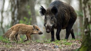 Wild boar are often spotted in Berlin's surrounding forests. 