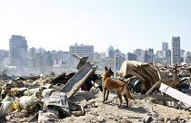 A dog of the French rescue team searches for survivors at the scene of this week's massive explosion in the port of Beirut