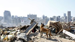 A dog of the French rescue team searches for survivors at the scene of this week's massive explosion in the port of Beirut