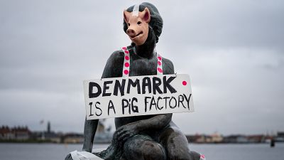 The Little Mermaid statue is dressed like a pig wearing a banner reading "Denmark is a pig factory" during a protest by Danish Vegan Party.