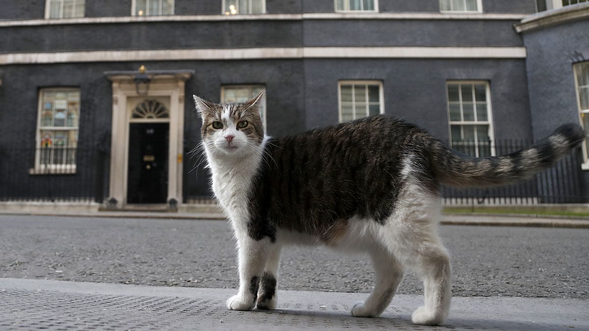 International Cat Day: Larry poses for photo shoot in Downing Street