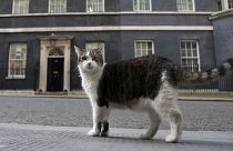 Larry, a londoni Downing Street közkedvelt cicája
