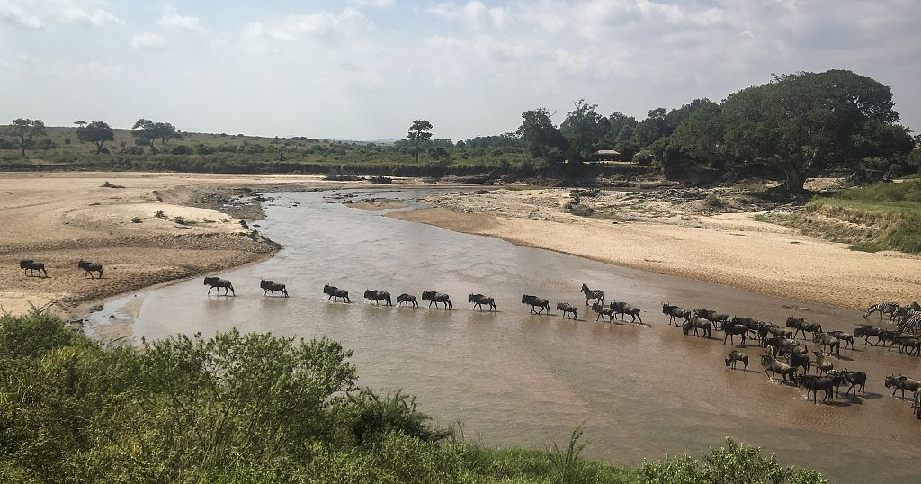 Kenya: Wildebeest migration draws scores of tourists