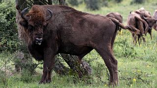 A bison rubs against a bush at a wildlife sanctuary in Milovice, Czech Republic, Friday, July 17, 2020