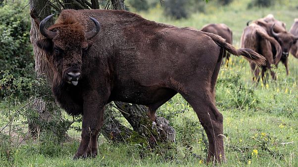 A bison rubs against a bush at a wildlife sanctuary in Milovice, Czech Republic, Friday, July 17, 2020 A bison rubs against a bush at a wildlife sanctuary in Milovice, Czech Republic, Friday, July 17, 2020