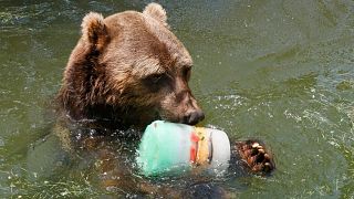 خرس گریزلی باغ وحش اوکلاهاما در آب با طعمهٔ یخزده بازی می‌‌کند