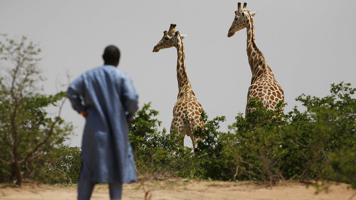Nijer'deki Batı Afrika zürafaları, 1 Ağustos 2009