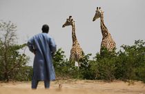 Nijer'deki Batı Afrika zürafaları, 1 Ağustos 2009
