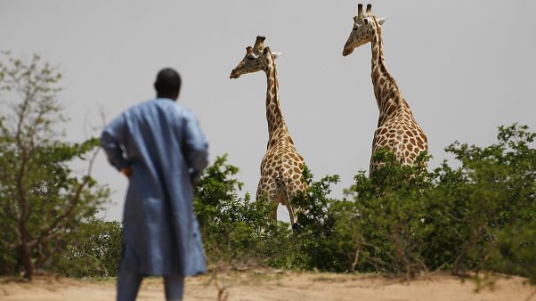 Nijer'deki Batı Afrika zürafaları, 1 Ağustos 2009 Nijer'deki Batı Afrika zürafaları, 1 Ağustos 2009