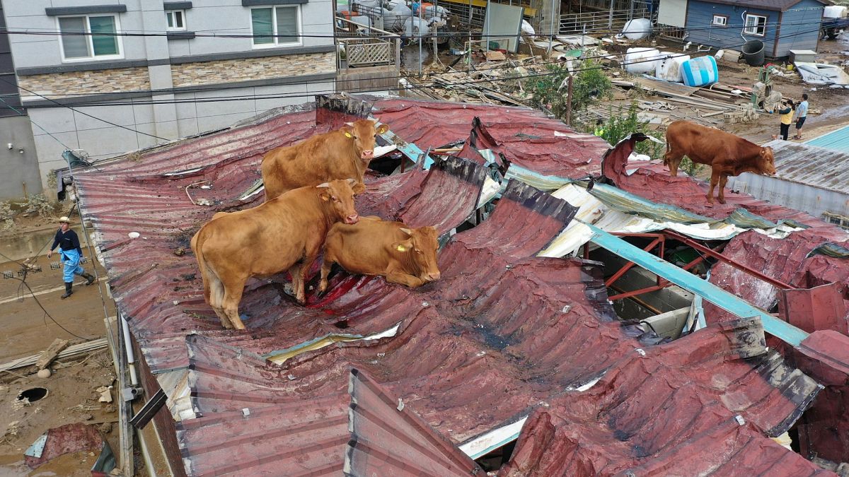 الأبقار وقد علقت على سطح منزل في البلدة