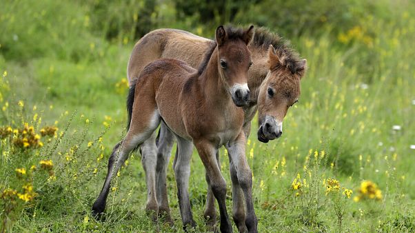 Wild horses roam across a meadow at a wildlife sanctuary in Milovice, Czech Republic, July 17, 2020 Wild horses roam across a meadow at a wildlife sanctuary in Milovice, Czech Republic, July 17, 2020