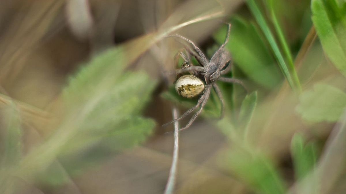 This New App Will Protect You From Deadly Snakes And Spiders Euronews
