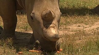 Des scientifiques tentent de sauver le rhinocéros blanc du nord
