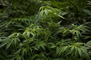 Children of mothers who use cannabis during pregnancy appear to be at higher risk of being autistic, according to a study of half a million women.