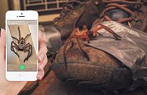تطبيق جديد في أستراليا يحذر المستخدمين من الأفاعي والعناكب السامة