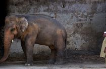 Pakistan'ın başkenti İslamabad'daki Marghazar Hayvanat Bahçesi'nde bulunan Kaavan isimli fil