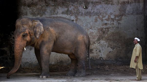 Pakistan'ın başkenti İslamabad'daki Marghazar Hayvanat Bahçesi'nde bulunan Kaavan isimli fil Pakistan'ın başkenti İslamabad'daki Marghazar Hayvanat Bahçesi'nde bulunan Kaavan isimli fil