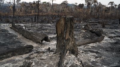 Trees are destroyed after a fire in the Alvorada da Amazonia region in Novo Progresso, Para state, Brazil, Sunday, Aug. 25, 2019.