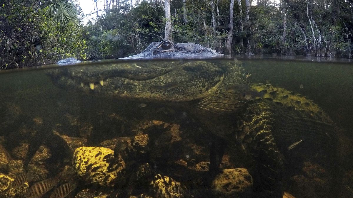 تمساح في المحمية الوطنية في فلوريدا