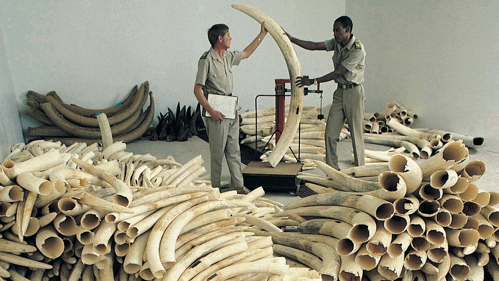 €11 million worth of ivory crushed in Singapore to stop illegal