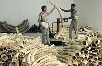 Illegal ivory trade