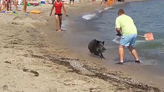 Wildschwein am Strand