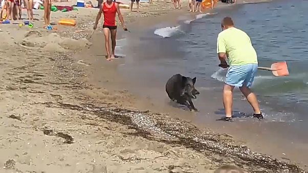 Wildschwein am Strand Wildschwein am Strand