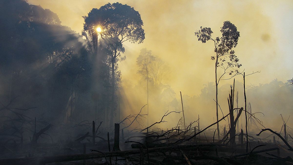 حريق في غابات الأمازون 