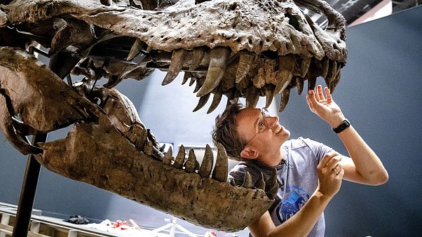Tyrannosaurus Rex iskeleti Tyrannosaurus Rex iskeleti