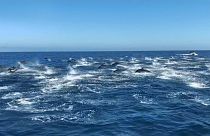 شاهد: مئات الدلافين تسبح قبالة الشواطئ الكاليفورنية 