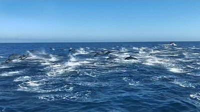 Hatalmas delfinrajt filmeztek le Kalifornia partjainál