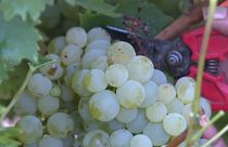 White muscat being harvested in Espira-de-l'Agly, France