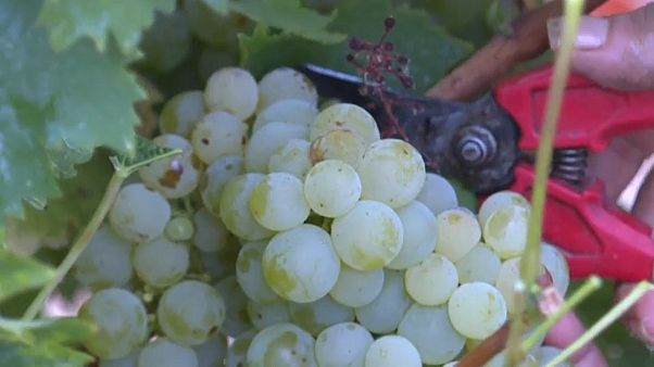 White muscat being harvested in Espira-de-l'Agly, France White muscat being harvested in Espira-de-l'Agly, France