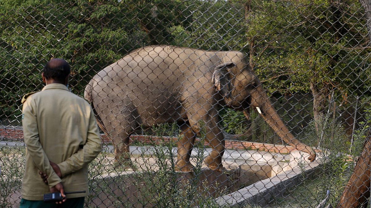 Kavaan az iszlámábádi állatkertben