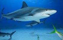 A grey reef shark hanging out with its friends.