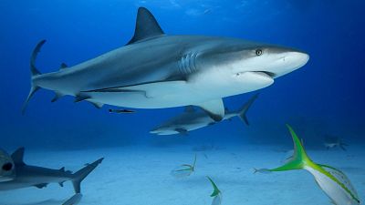A grey reef shark hanging out with its friends. A grey reef shark hanging out with its friends.
