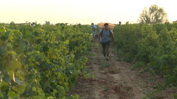 Vindimas em França Vindimas em França