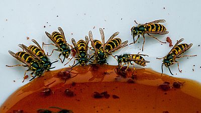 Wasps have been proliferating after a mild winter in France