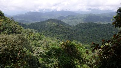 A picture of the biodiverse Ebo Forest in Cameroon. A picture of the biodiverse Ebo Forest in Cameroon.