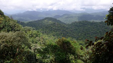 A picture of the biodiverse Ebo Forest in Cameroon. 