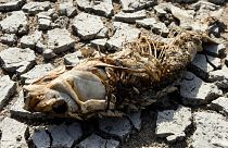 The remains of a fish lies on the parched Loire River bed at Ancenis, western France on August 11, 2020